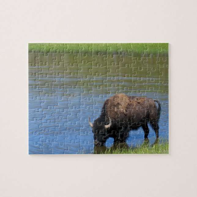 Yellowstone Bison Drinking i Sjö Pussel (Horisontell)