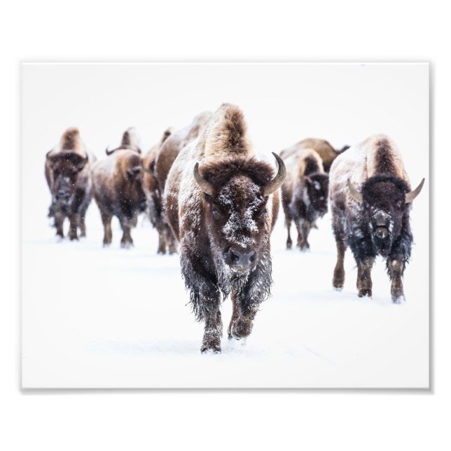Yellowstone Bison Fotoavtryck Fototryck (Framsidan)