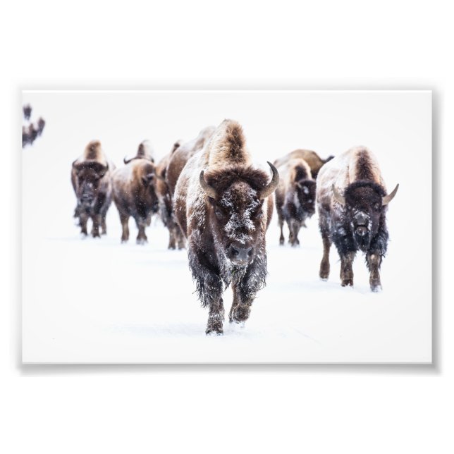 Yellowstone Bison Fotoavtryck Fototryck (Framsidan)