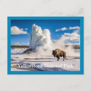 Yellowstone Bison & Geyser Postcard Vykort