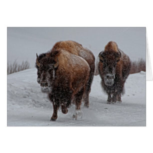 Yellowstone Bison Hälsningskort