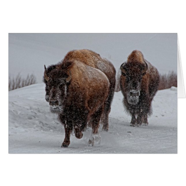 Yellowstone Bison Hälsningskort (Framsidan Horizontal)