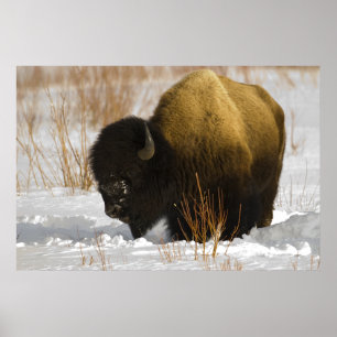 Yellowstone Bison i den Lamar dalen Poster