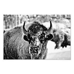 Yellowstone Bison i vinter Fototryck
