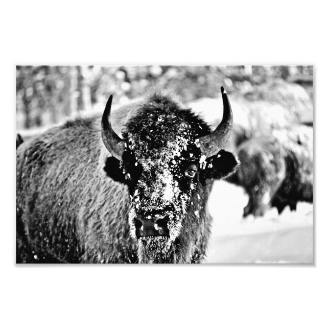 Yellowstone Bison i Winter Fototryck (Framsidan)