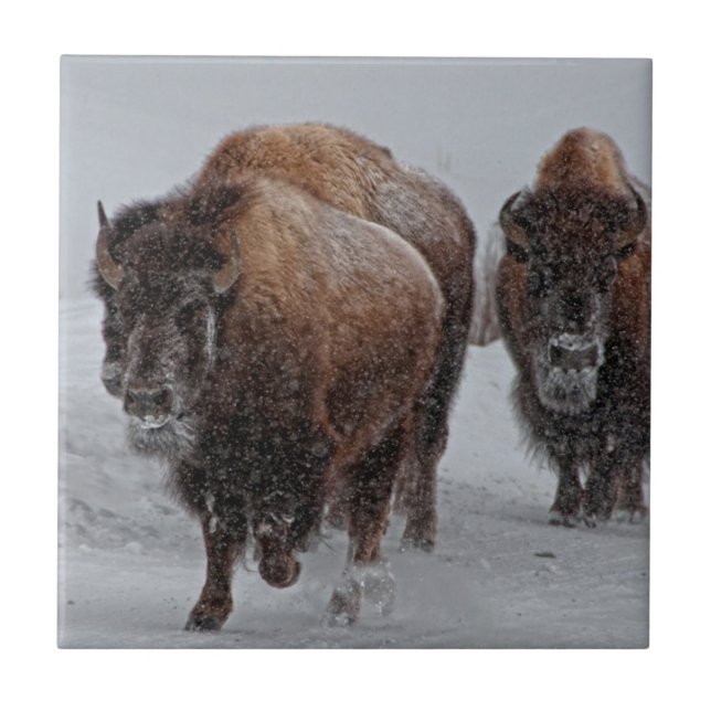 Yellowstone Bison Kakelplatta (Framsidan)