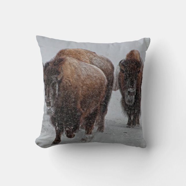 Yellowstone Bison Kudde (Framsida)