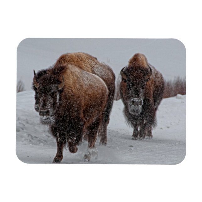 Yellowstone Bison Magnet (Horisontell)