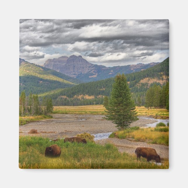 Yellowstone Bison Magnet (Framsidan)