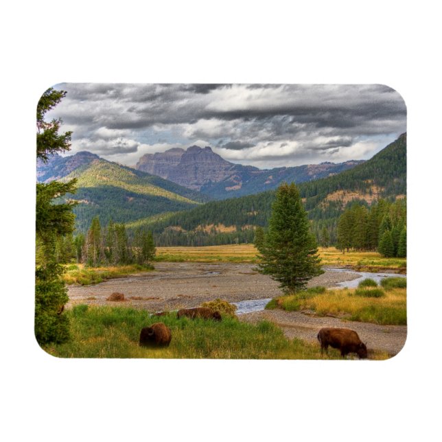 Yellowstone Bison Magnet (Horisontell)