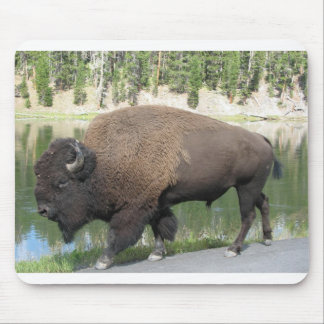 Yellowstone Bison Musmatta