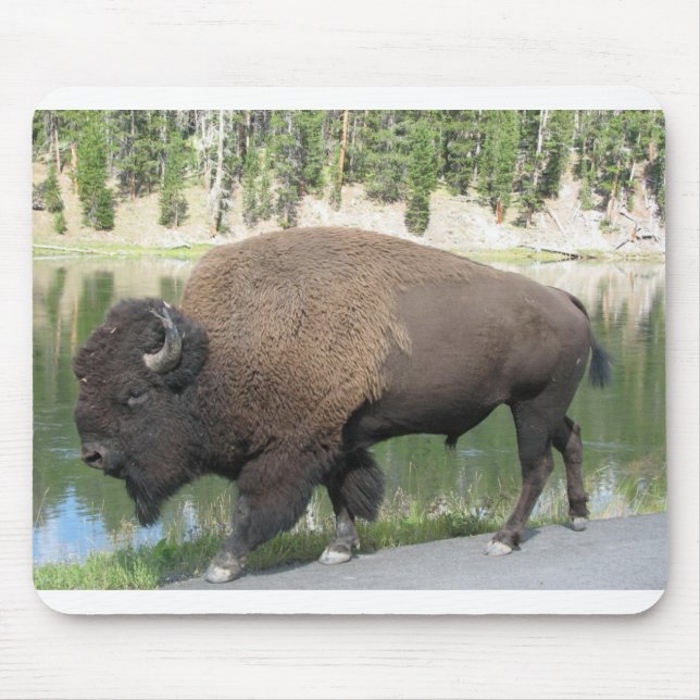Yellowstone Bison Musmatta (Framsidan)