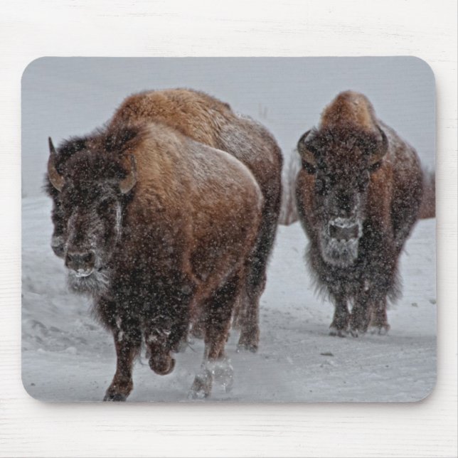 Yellowstone Bison Musmatta (Framsidan)