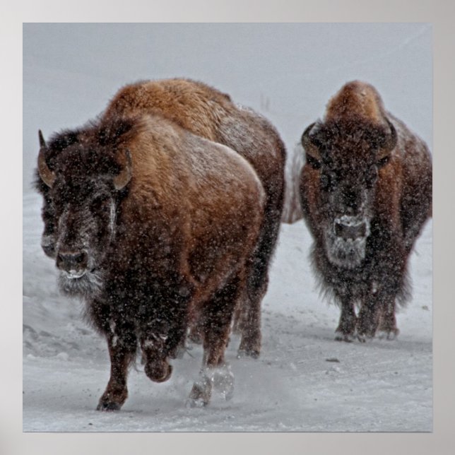 Yellowstone Bison Poster (Framsidan)