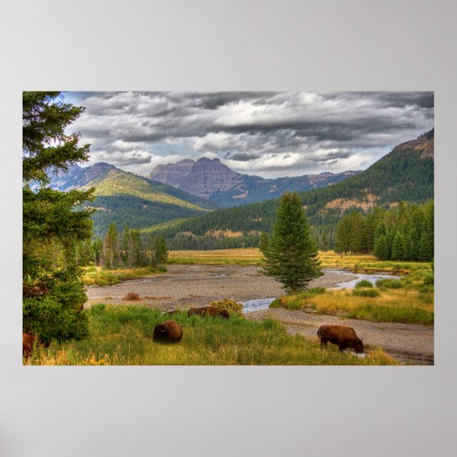 Yellowstone Bison Poster (Framsidan)