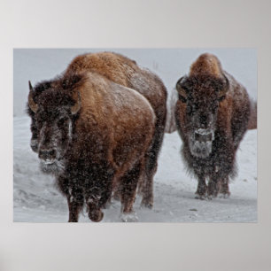 Yellowstone Bison Poster
