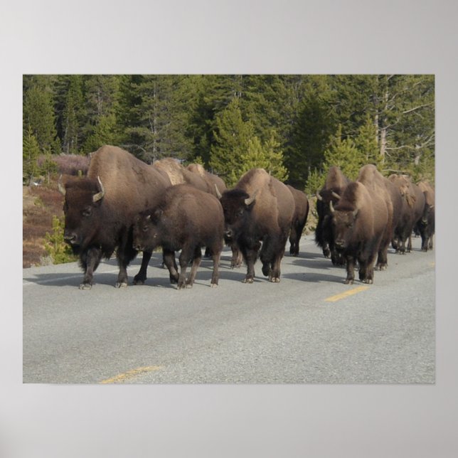Yellowstone Bison Poster (Framsidan)