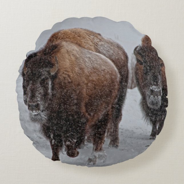 Yellowstone Bison Rund Kudde (Framsidan)