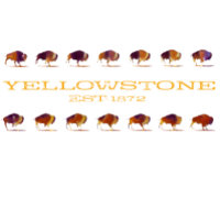 Yellowstone Bison Running