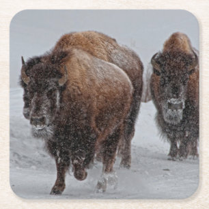 Yellowstone Bison Underlägg Papper Kvadrat