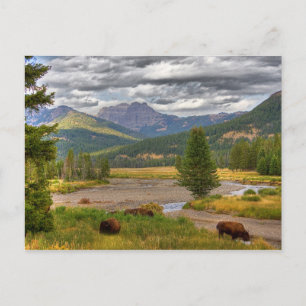 Yellowstone Bison Vykort