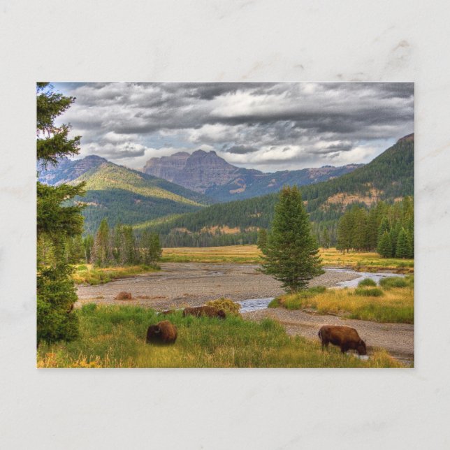 Yellowstone Bison Vykort (Framsida)