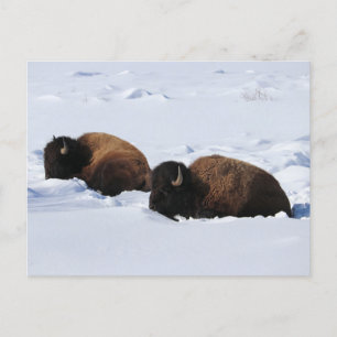 Yellowstone Bison Vykort