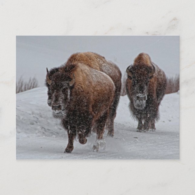 Yellowstone Bison Vykort (Framsida)