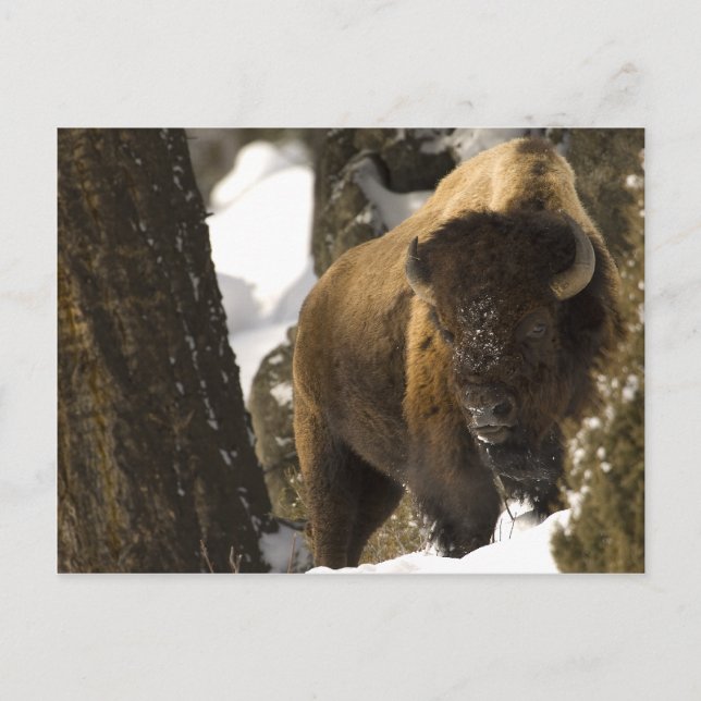 Yellowstone Bison Vykort (Framsida)