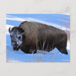 Yellowstone Bison Vykort
