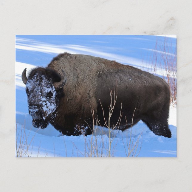 Yellowstone Bison Vykort (Framsida)