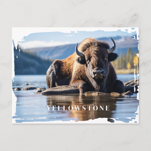 Yellowstone Bison-vykort Vykort (Framsida)