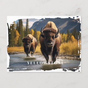 Yellowstone Bison-vykort Vykort