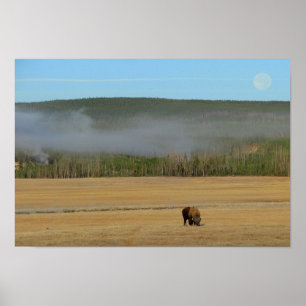 Yellowstone Bisonaffisch Poster