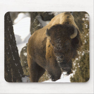 Yellowstone Bisontjur i den skräddarsy vintern - Musmatta