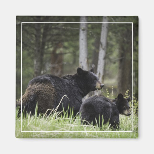 Yellowstone Black Bear Magnet (Framsidan)