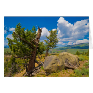 Yellowstone Boulder Hälsningskort