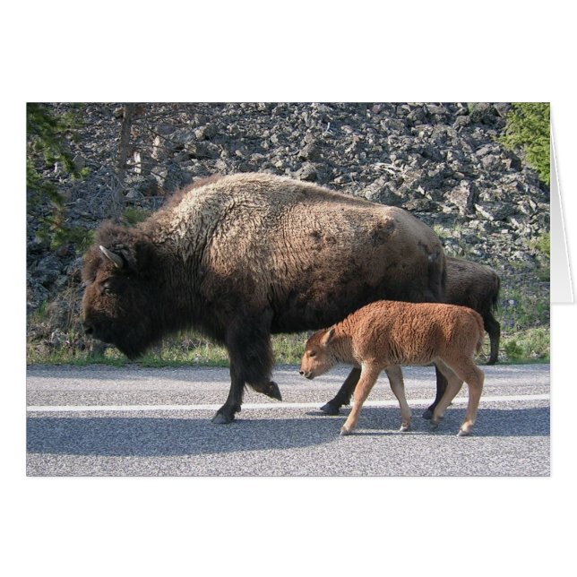 Yellowstone Buffalo Hälsningskort (Framsidan Horizontal)