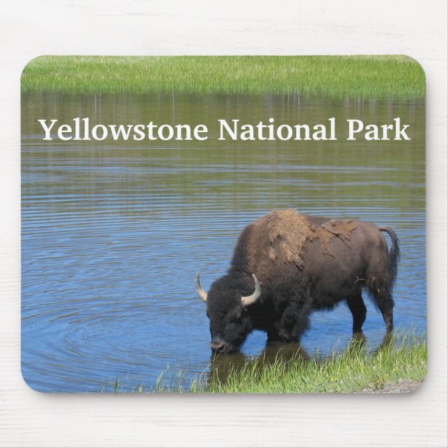 Yellowstone Buffalo i Pond Musmatta (Framsidan)