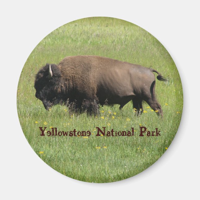Yellowstone Buffalo Magnet (Framsidan)