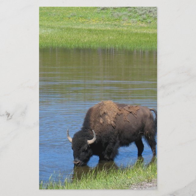 Yellowstone Buffalo Souvenir Brevpapper (Framsida)