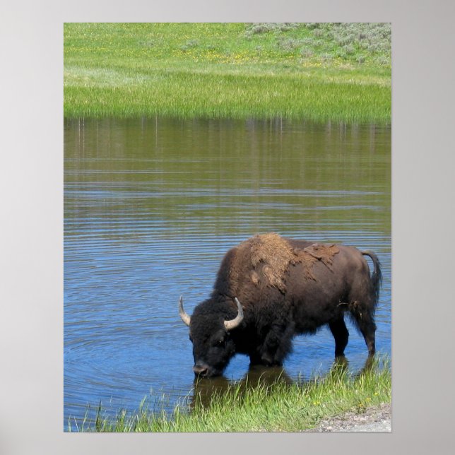 Yellowstone Buffalo Souvenir Poster (Framsidan)
