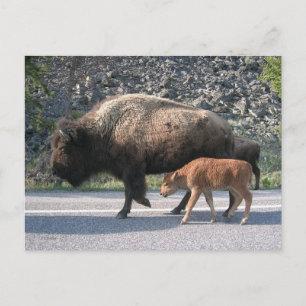 Yellowstone Buffalo Vykort