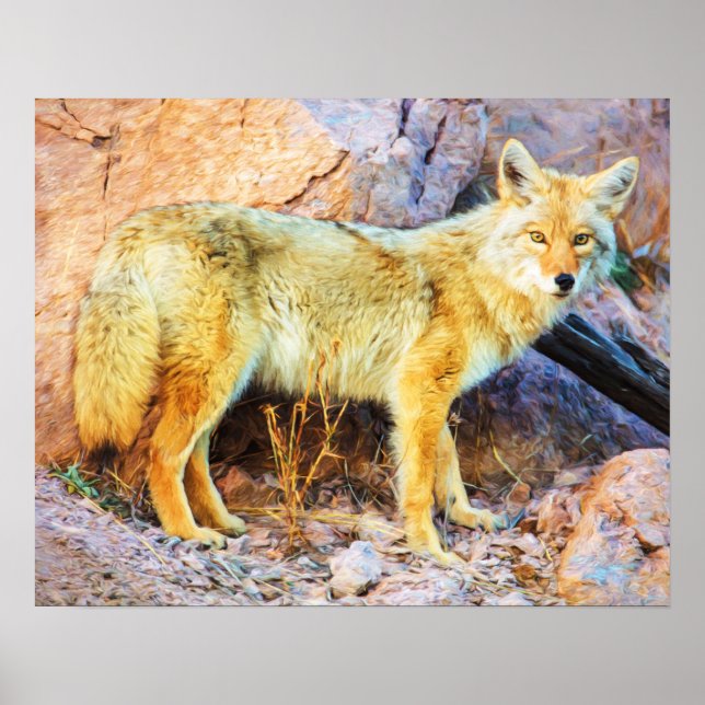Yellowstone Coyote Poster (Framsidan)