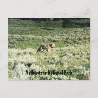 Yellowstone Coyote Vykort