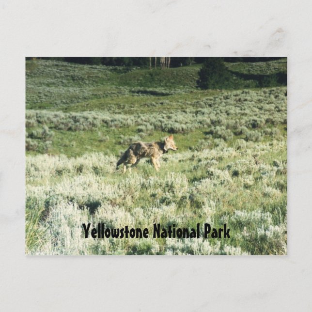 Yellowstone Coyote Vykort (Framsida)