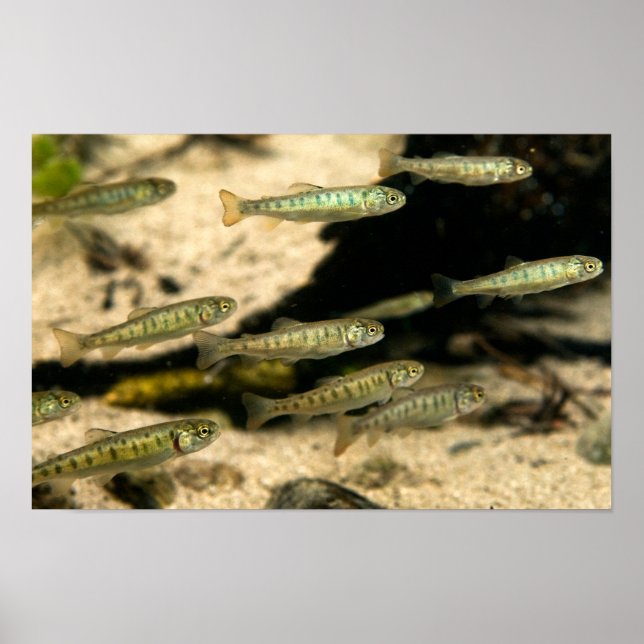 Yellowstone Cutmynnings Trout School Poster (Framsidan)