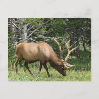 Yellowstone Elk Vykort