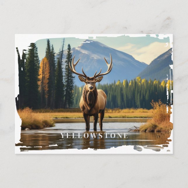 Yellowstone Elk-vykort Vykort (Framsida)