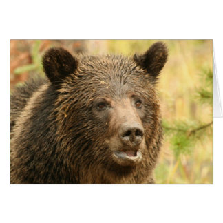 Yellowstone grizzley hälsningskort